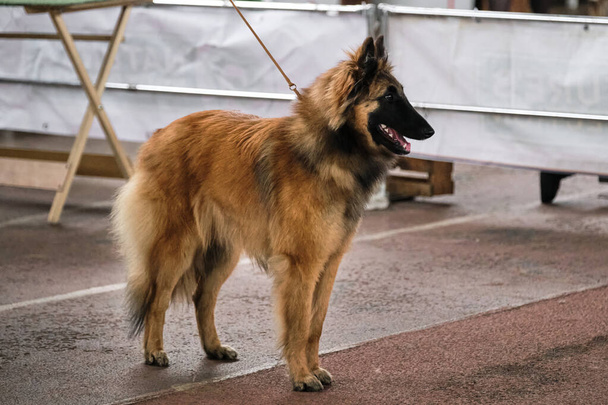 Tervuren es un perro pastor belga en un estante en una exposición de perros. Un hermoso pastor peludo rojo con un hocico alargado negro. - Foto, imagen