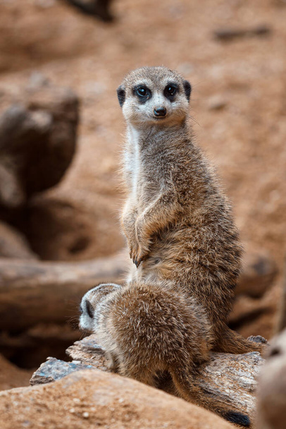 Een verticaal schot van een schattige meerkat zittend op een houten stuk. Meerkat of suricate volwassen en jeugdige. - Foto, afbeelding