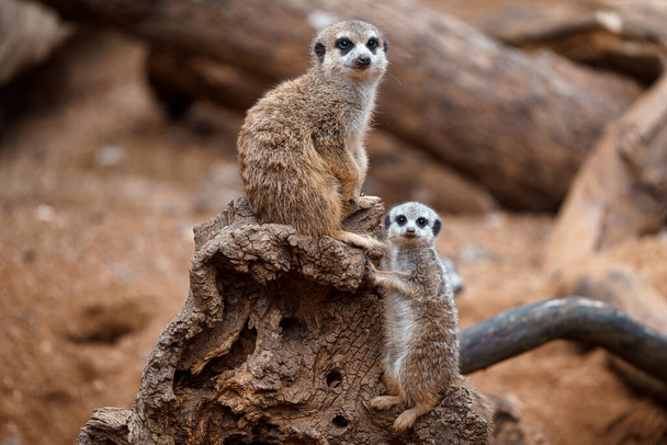 Moeder stokstaartje met baby op wacht zittend op een houten stuk. Meerkat of suricate volwassen en jeugdige. - Foto, afbeelding