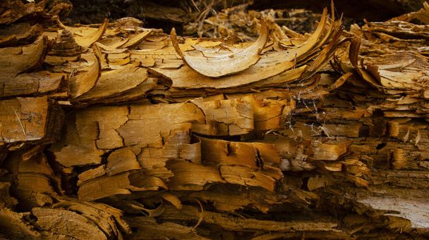 Primo piano di legno in decomposizione, consistenza del vecchio legno rovinato danneggiato, colore marrone. scrivania grunge in legno - Foto, immagini