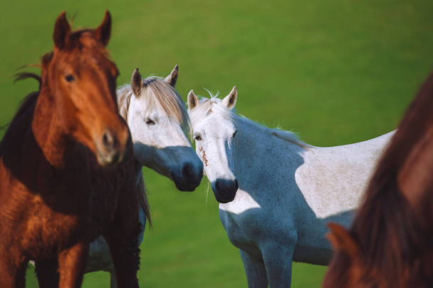 Retrato de dos caballos blancos que son amigos en una manada sobre un fondo verde - Foto, imagen