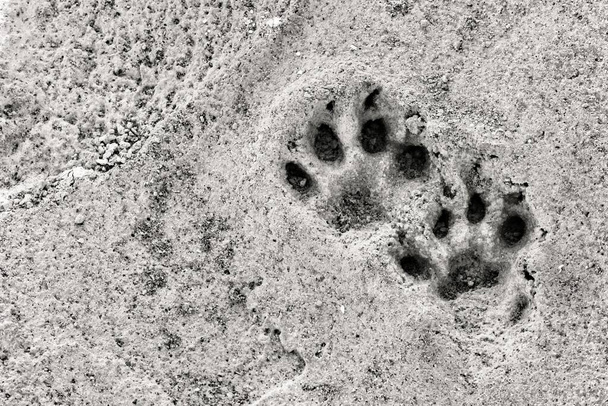 Des pas de chien sur un bloc de béton gris. Photo monochrome. - Photo, image