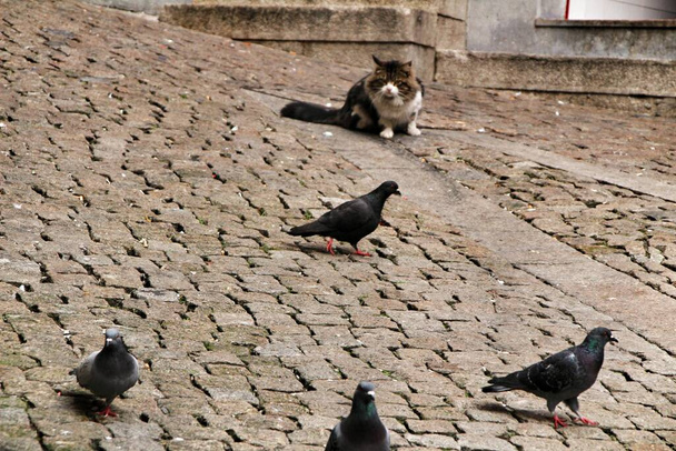 Голодная кошка преследует голубей на мощеной улице Порту, Португалия - Фото, изображение