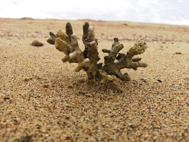 κοραλλιογενής σκελετός δομή μακροεντολή σε αμμώδη παραλία φόντο. Νεκρός κοραλλιογενής ύφαλος. Αφηρημένη φυσική υφή. Tropics. Υψηλής ποιότητας φωτογραφία - Φωτογραφία, εικόνα