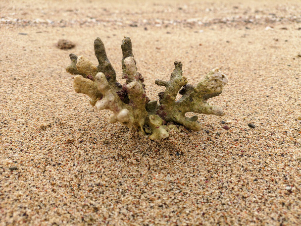 structure de texture squelette corail macro sur fond de plage de sable fin. Corail mort reef.Water faune macro background. Texture naturelle abstraite. Les tropiques. Photo de haute qualité - Photo, image