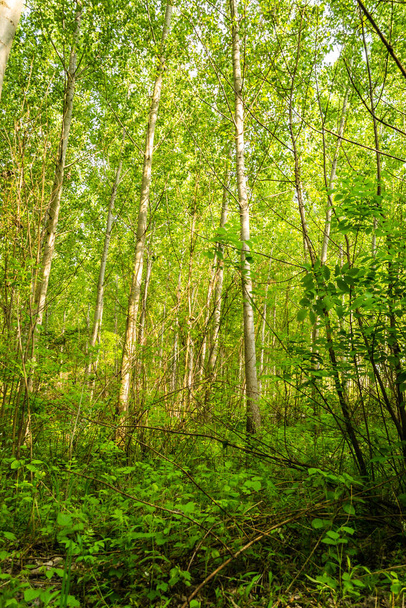 Novi Sad, Serbie - Aprile 28. 2019 : Le montant au printemps de l'année. La forêt le long du Danube dans la partie sèche de l'année près de la ville de Novi Sad. - Photo, image