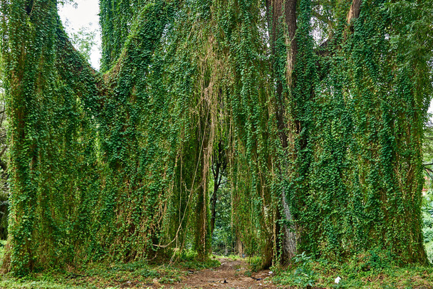 Kuba. W Hawanie. Park Almendares. Krajobrazy drzew na Isla Josefina - Zdjęcie, obraz