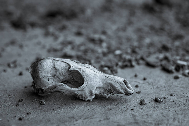 Viejos perros cráneo blanqueado con lluvias se encuentran en el cemento - Foto, imagen