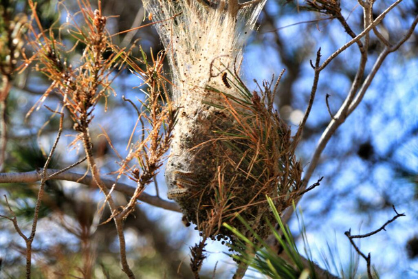 Bag-shelter moth processionary caterpillars in a pine - Photo, Image