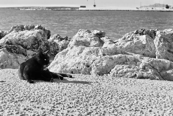 Cat resting under the sun on a winter day in Santa Pola, Spain - Photo, Image