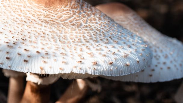 Naturaleza Resumen: Caps of a Parasol Mushroom - Foto, imagen