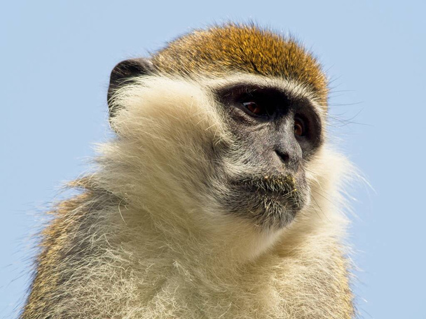 Retrato de cerca de un mono vervet (Chlorocebus pygerythrus) mirando al cielo Hawassa Etiopía - Foto, imagen