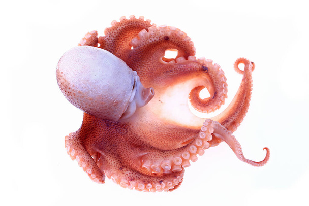 Octopus valkoisella pohjalla - Valokuva, kuva