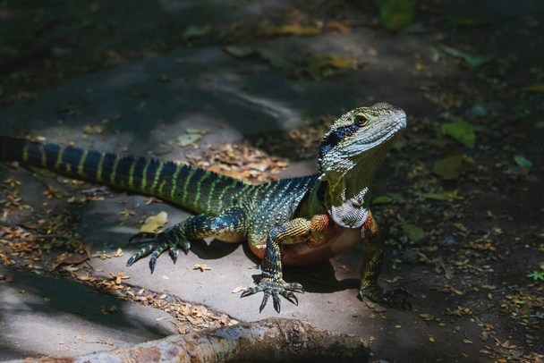 Lagarto colorido iluminado por el sol, el dragón de agua australiano, Intellagama lesueurii, en el bosque en las Montañas Azules en Katoomba, Nueva Gales del Sur, Australia - Foto, Imagen