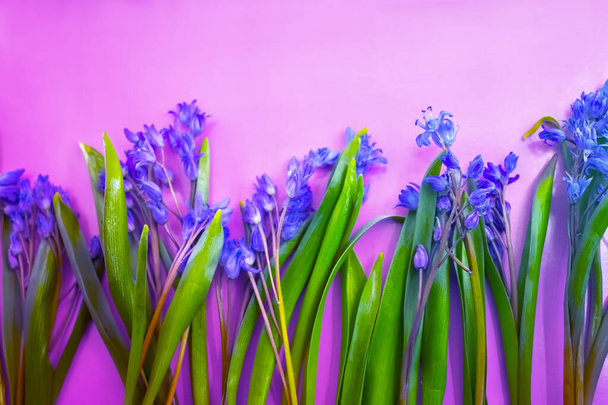 весенние цветы, голубые подснежники на цветном фоне - Фото, изображение