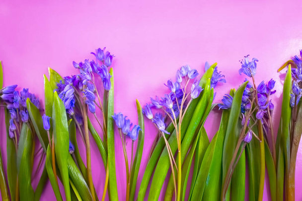 ανοιξιάτικα λουλούδια, μπλε νιφάδες χιονιού σε φόντο χρώματος - Φωτογραφία, εικόνα