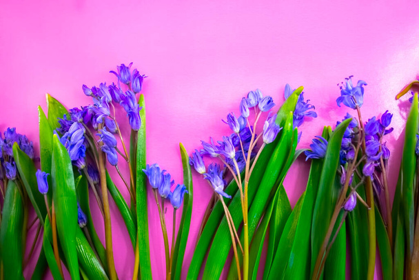 春の花色の背景に青い雪滴 - 写真・画像