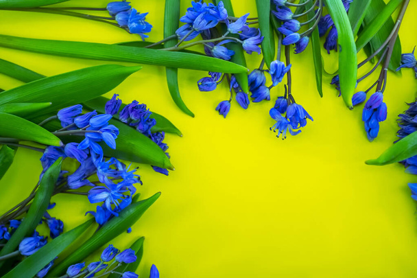 jarní květiny, modré sněhové kapky na barevném pozadí - Fotografie, Obrázek