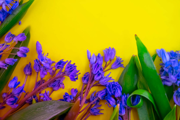 lente bloemen, blauwe sneeuwklokjes op kleur achtergrond - Foto, afbeelding