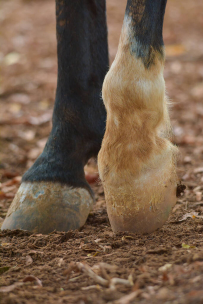 Hevosen jalka lähikuva ammuttu - Valokuva, kuva
