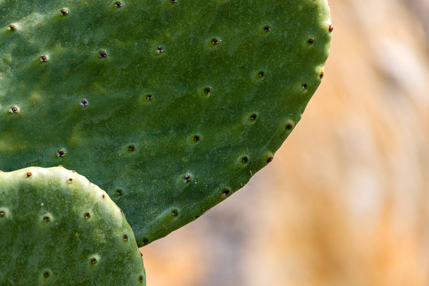 Close-up of a bright green cactus under a bright tropical sun. - Photo, Image