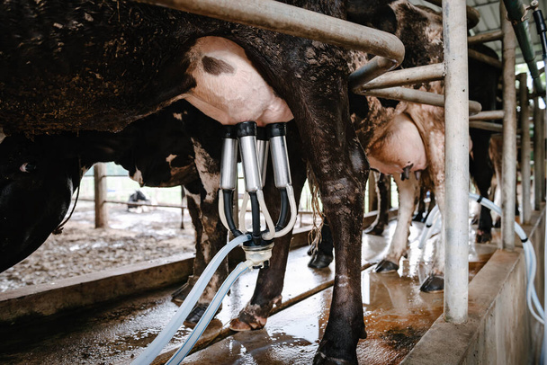 Indústria de gado leiteiro e casa de campo, leite cru de ordenha de vaca com máquina de equipamentos de instalação na fazenda de gado. Pecuária e Agricultura Empreendedor. - Foto, Imagem