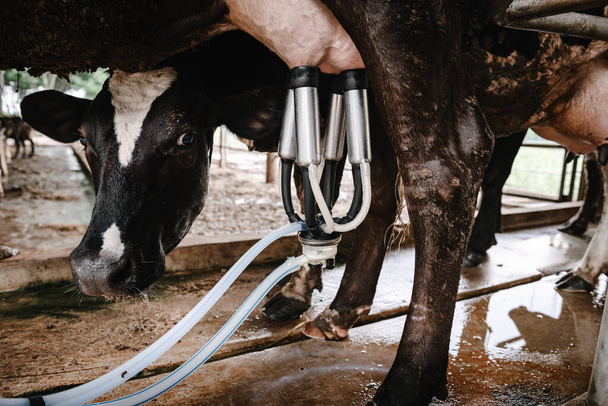 酪農牛やコテージ業界、牛の牧場で設備機器マシンと牛乳生乳を搾乳。畜産・農業事業者. - 写真・画像