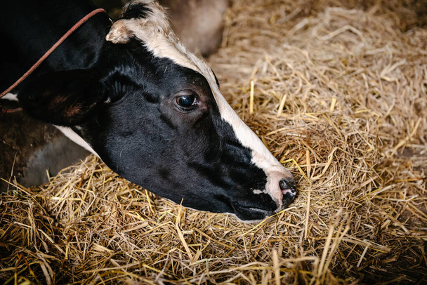Alimentación de vacas pastando hierba en la granja de ganado lechero, ganado comercial y empresario agrícola. Agricultura láctea  - Foto, imagen