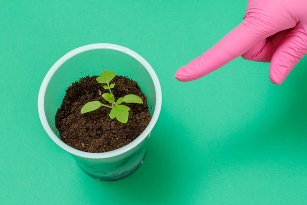 Close-up een plastic blik met jonge tomatenzaailing in de grond en een vrouwenhand in een roze rubberen handschoen wijzend naar een plant met een wijsvinger. Bovenaanzicht. Teelt van groenten. - Foto, afbeelding