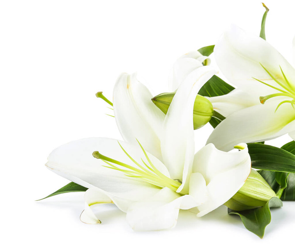 Beautiful lily flowers on white background - Фото, зображення