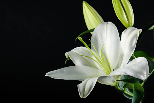 Piękne kwiaty lilii na ciemnym tle, zbliżenie - Zdjęcie, obraz