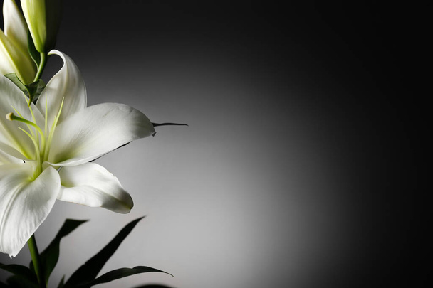 Piękne kwiaty lilii na ciemnym tle - Zdjęcie, obraz