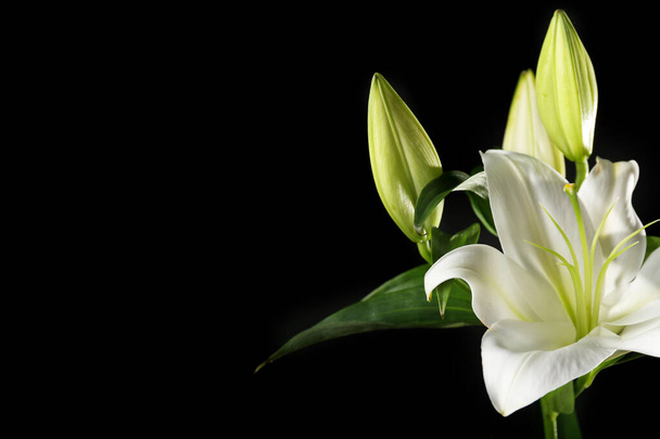 Beautiful lily flowers on dark background - Photo, Image
