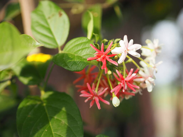 Rangoon Creeper, miele cinese Suckle, Drunen sailor, Combretum indicum DeFilipps nome rosso rosa e bianco fiore in fiore in giardino su sfondo sfocato della natura - Foto, immagini