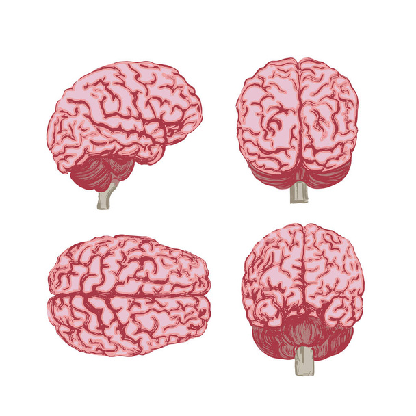 Un ensemble de cerveaux sous quatre angles. Illustration colorée réalisée par pinceau artistique - Vecteur, image
