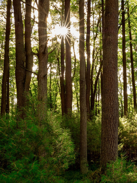 A beautiful shot of the sunrays through the forest tree trunks - Φωτογραφία, εικόνα