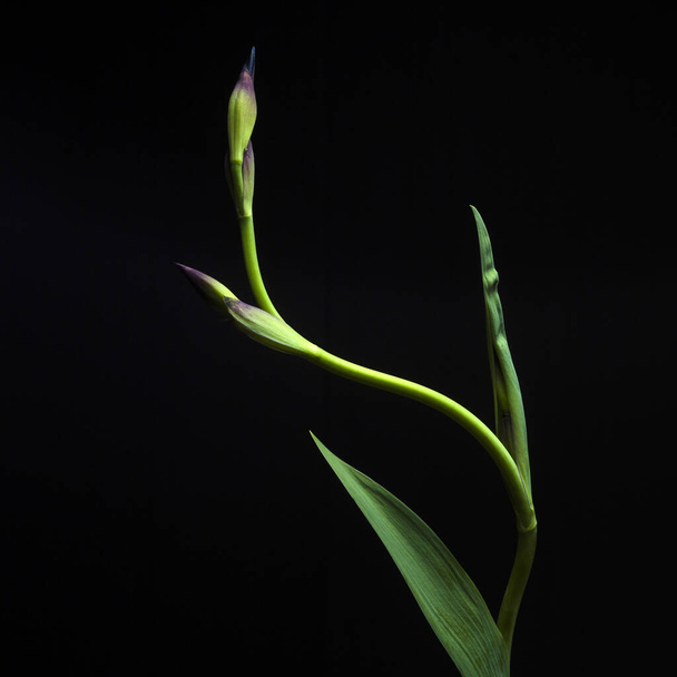 The Iris flowers isolated on a black background - Fotoğraf, Görsel