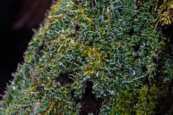 Ağaç kabuğunda yosun ve liken - Fotoğraf, Görsel