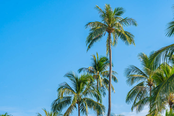 Beautiful tropical coconut palm tree with white cloud around blue sky for nature background - Photo, Image