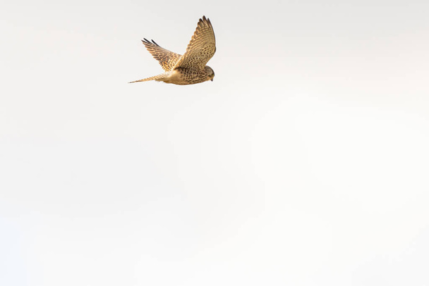 Крупный план Кестрел - хищная птица - парит в небе, охотится за добычей - Фото, изображение