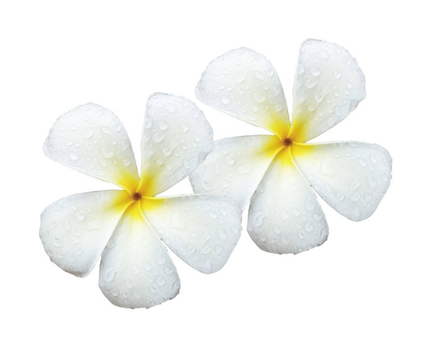 close-up, White plumeria flowers in full bloom with water droplets isolated on white background.Frangipani, Temple tree, Graveyard Tree - Photo, Image