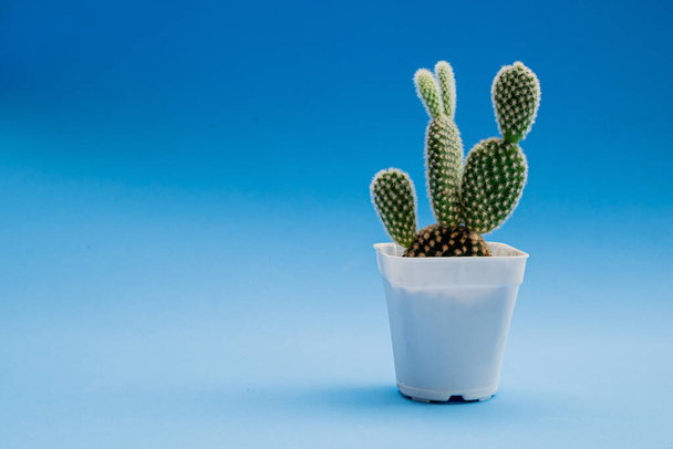 Cactus potted plant on blue background - 写真・画像