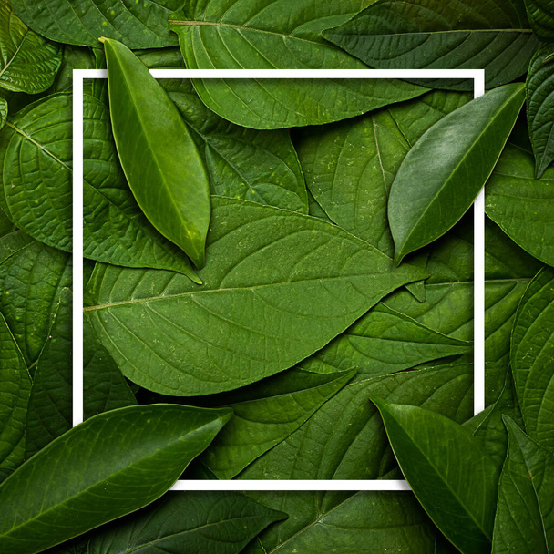 zielone liście tła. liście tropikalne - Zdjęcie, obraz