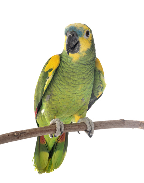 Turquoise-fronted amazon in front of white background - Foto, imagen