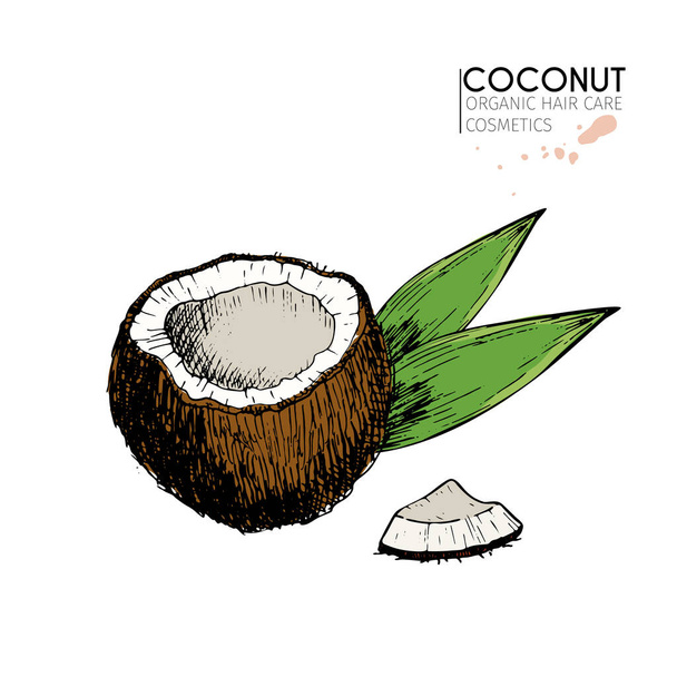 Vector set of hair care ingredients. Organic hand drawn colored elements.Coconut half and leaves. Use for cosmetic package, shop, store, products, spa salon, wellness program, procedure, skin, beauty. - Vector, Image