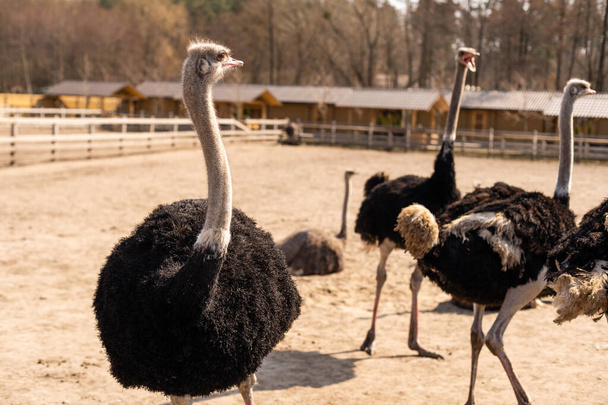 группа молодых страусов, Струтио Камелус, идущих вместе по открытым равнинам и оглядывающихся вокруг - Фото, изображение