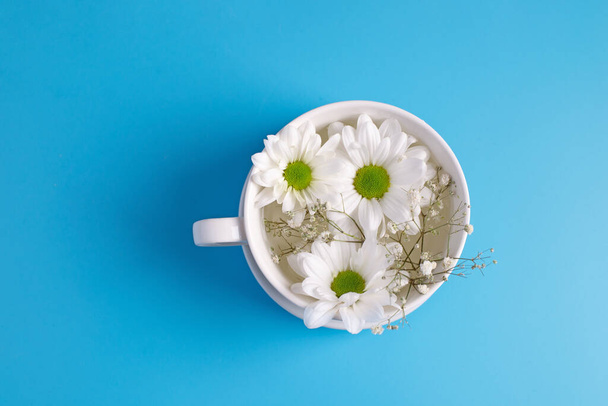 camomille de fleurs sauvages dans une tasse blanche sur un fond bleu. photographie créative. vue de dessus. - Photo, image