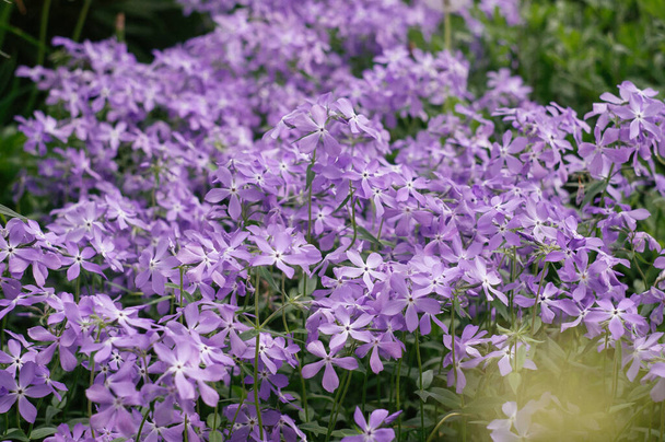 Kwiat dziurawca (auriculata plumbago) w ogrodzie. Fioletowe kwiaty kwitną w wiosennym ogrodzie. - Zdjęcie, obraz