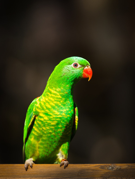 groene vogel - Foto, afbeelding