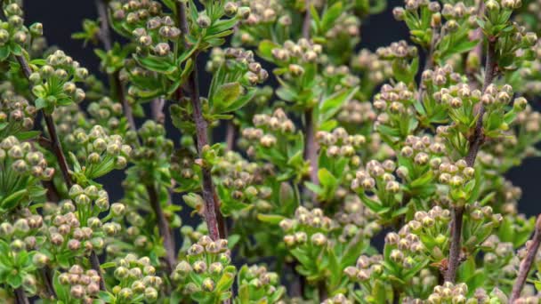 4K Time Lapse of Spiraea bush - Footage, Video